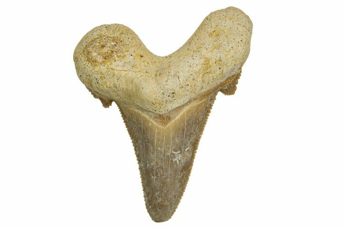 Serrated Sokolovi (Auriculatus) Shark Tooth - Dakhla, Morocco #321874
